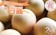 福島県産 白麗 はくれい 2kg 2024年8月中旬～2024年8月下旬発送 先行予約 予約 白い桃 限定 伊達の桃 桃 もも モモ 果物 くだもの フルーツ 国産 食品 F20C-730