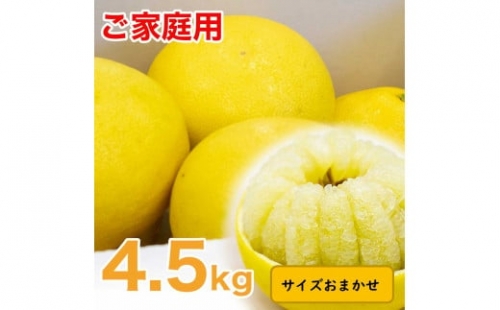 生産者直送　土佐文旦　4.5kg　[サイズおまかせ　2L～4L]　家庭用 文旦 柑橘 みかん フルーツ ぶんたん ブンタン 果物  お取り寄せ おいしい 美味しい 故郷納税 ふるさとのうぜい 返礼品 高知県 高知【2025年2月上旬より発送】 952754 - 高知県土佐市