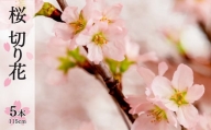 桜 切り花 (115cm × 5本)