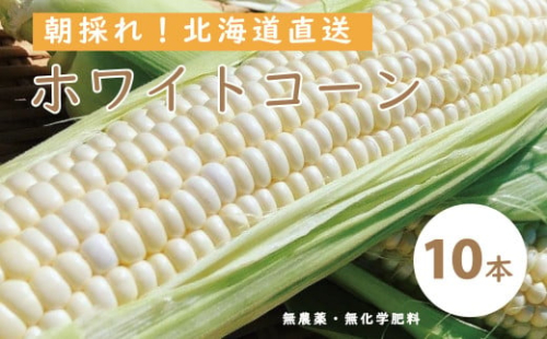 【2025年産予約受付】北海道産ホワイトコーン  10本　有機栽培　オーガニック