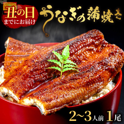 【土用の丑の日までに届く！（7月18～20日配送）】うなぎの蒲焼き2～3人前(1尾) 954406 - 京都府京丹後市