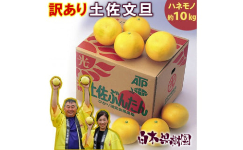 ＼果樹園直送／土佐文旦 約10kg（訳あり）〈ご家庭用〉B級品 (約15～20個入り)  白木果樹園 954658 - 高知県土佐市