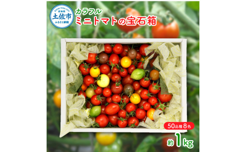 カラフルミニトマトの宝石箱　（約1kg） トマト ミニトマト とまと カラフルミニトマト 詰め合わせ カラフル トマト とまと 美味しい 野菜 高知県産 954778 - 高知県土佐市