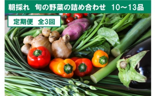 『定期便』全3回【土佐野菜】旬の野菜詰め合わせ10～13品目 旬の野菜 定期 生姜 野菜 健康 詰め合わせ セット 採れたて おいしい 美味しい 自然 新鮮 故郷納税 ふるさとのうぜい 返礼品 高知県 高知 954895 - 高知県土佐市
