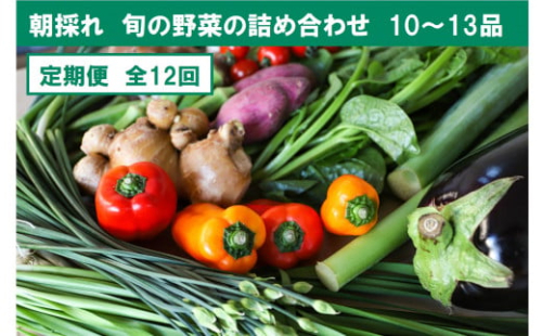 『定期便』全12回【土佐野菜】旬の野菜詰め合わせ10～13品目　 954897 - 高知県土佐市