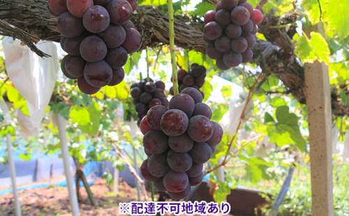【2025年先行予約】 ぶどう 岡山県産 ニューピオーネ ( 種無し )約4kg(6～10房)【約2kg(3～5房)×2箱】《2025年9月上旬-中旬頃出荷》 葡萄 ブドウ フルーツ 果物 スイーツ 数量限定 期間限定 岡山 里庄町  956632 - 岡山県里庄町