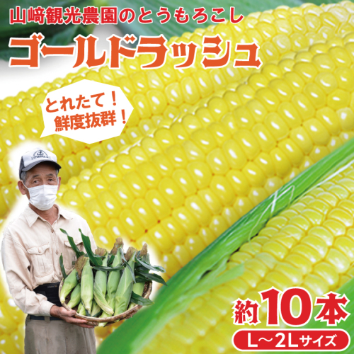 ＼期間限定 先行予約受付中／山崎観光農園の朝採りとうもろこし「ゴールドラッシュ」約10本 L～2Lサイズ | 栃木県 益子町 新鮮 野菜 トウモロコシ とうもろこし 朝採り 収穫してすぐ 産地直送 旬 7月上旬より発送 期間限定 数量限定 クール便 関東限定 鮮度抜群 (AU004) 957015 - 栃木県益子町