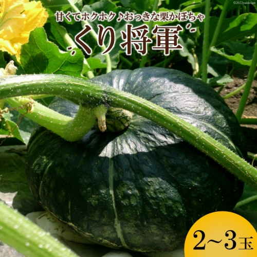 AE157ホクホク甘い！ 長崎県産 くりかぼちゃ 「くり将軍」 約5kg（2～3玉） 