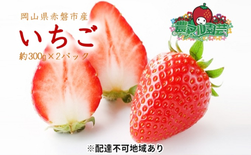 いちご 2026年 先行予約 約300g×2パック 当日収穫発送！ イチゴ 苺 フルーツ 果物 岡山 赤磐市産 農マル園芸 あかいわ農園 果物類  95829 - 岡山県赤磐市