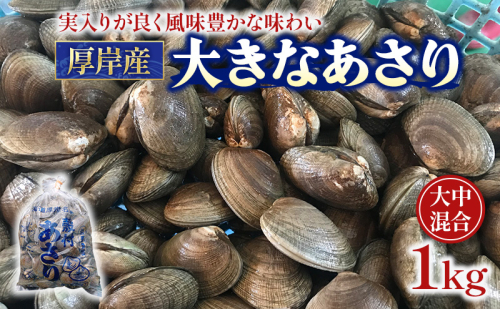 あさり 漁師から直で仕入れ！厚岸産の大きなあさり 1kg 海鮮 旨味 ミネラル豊富 タウリン アサリ みそ汁 酒蒸し 砂出し済  961466 - 北海道厚岸町