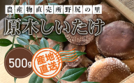 【先行予約】原木しいたけ【500ｇ】 ※数量限定  ANAR004 / しいたけ シイタケ 椎茸  野菜 きのこ キノコ 茸 数量限定 冬の味覚 国産 群馬県産 先行予約