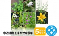 水辺植物 おまかせ中景草×5ポットセット