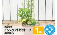 水辺植物 インスタントビオトープ(寄せ植え)(1鉢)