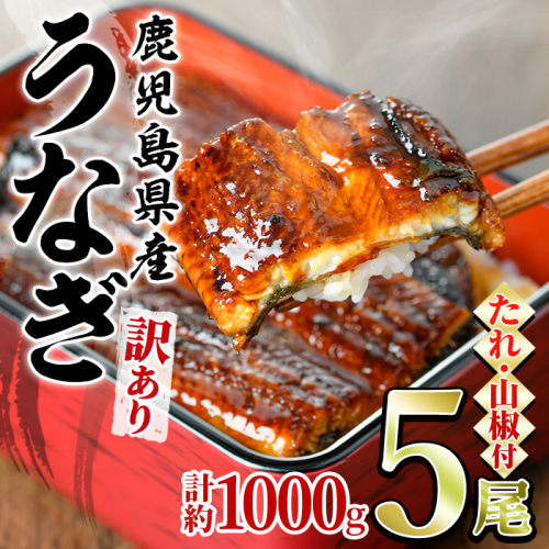 【0304313a】＜訳あり＞東串良町のうなぎ蒲焼(無頭)(5尾以上・計約1kg・タレ、山椒付) うなぎ 高級 ウナギ 鰻 国産 蒲焼 蒲焼き たれ 鹿児島 ふるさと 人気【アクアおおすみ】 96327 - 鹿児島県東串良町