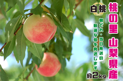 【2021年発送】 山梨県産 完熟桃 白桃系 約2kg(4~8玉)