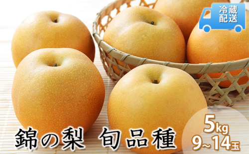 梨 5kg 先行予約 錦の梨 約9玉～14玉 フルーツ なし ナシ 果物 デザート 2026年発送 古里農園 配送不可:離島  96569 - 熊本県錦町