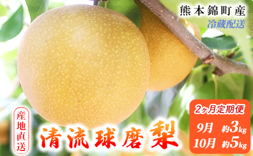 定期便 2回 先行予約 梨 清流錦 あきづき 9月 3kg 新興 10月 5kg フルーツ なし ナシ 果物 デザート 秋月 お楽しみ2025年発送 配送不可:離島  96572 - 熊本県錦町