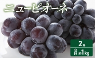 2024年 先行予約 ニューピオーネ 2房 合計約1kg 常温配送 ぶどう 葡萄 フルーツ 果物 岡山