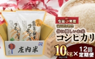 【令和5年産】 庄内産 特別栽培米 体に優しいお米・こしひかり10kg（5kg×2）【12回定期便】