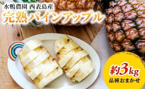 【2023年発送】★水鴨農園【先行受付】完熟 パインアップル 約3kg 97389 - 沖縄県竹富町