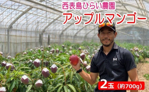 【2022年発送】西表島ひらい農園の アップルマンゴー 約700g（2玉）