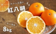 『 みかん王国 』 の 紅八朔 8kg | フルーツ 果物 くだもの 柑橘 柑橘類 みかん ミカン 熊本県 玉名市