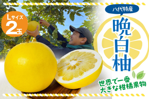 【先行予約】 八代市産 晩白柚 2玉 柑橘 果物 フルーツ 熊本県産 【2024年12月上旬より順次発送】 976477 - 熊本県八代市