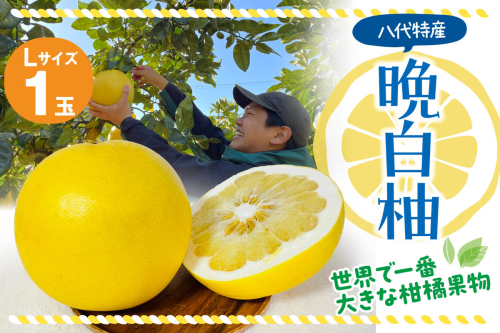 【先行予約】 八代市産 晩白柚 1玉 柑橘 果物 フルーツ 熊本県産 【2024年12月上旬より順次発送】 976479 - 熊本県八代市