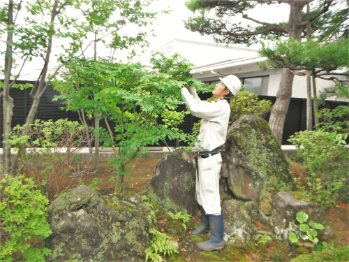 FS0001　庭木お手入れサービス（庭木の剪定・草刈り２時間×２人） 976695 - 山形県酒田市