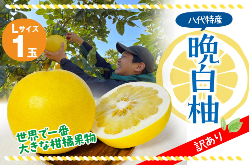 【先行予約】 【訳あり】 八代市産 晩白柚 1玉 柑橘 果物 フルーツ 熊本県産 【2024年12月上旬より順次発送】 976701 - 熊本県八代市