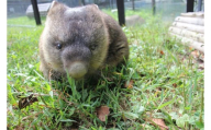 【24-10】五月山動物園　ウォンバットグッズCセット