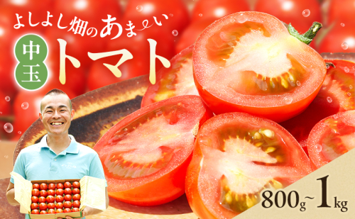 トマト 中玉 800g～1kg よしよし畑のあま～いトマト とまと 季節の野菜 旬の野菜 新鮮 農家直送 夏野菜 野菜 97746 - 兵庫県加西市
