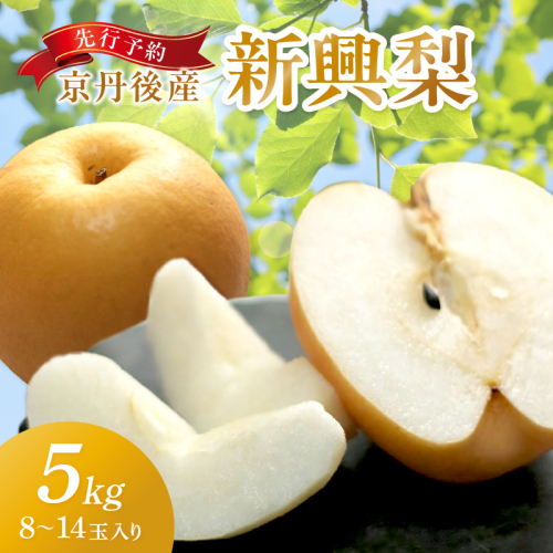 【先行予約／数量限定150】京丹後産 新興梨 5kg（8～14玉入り）（2026年10月中旬～発送） 977975 - 京都府京丹後市