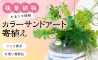 【観葉植物】カラ―サンドアート(ピンク黄系/可愛い雰囲気)おまかせ模様 寄植え