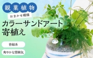 【観葉植物】カラ―サンドアート(青緑系/爽やかな雰囲気)おまかせ模様 寄せ植え