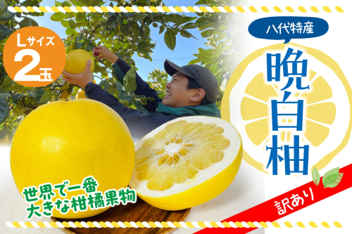 【先行予約】 【訳あり】 八代市産 晩白柚 2玉 柑橘 果物 フルーツ 熊本県産 【2024年12月上旬より順次発送】 978711 - 熊本県八代市