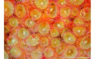 清水町ふるさと大使　海洋生物写真家　峯水亮氏による　作品パネル　Jewel anemone（_MG_2940_A3W）