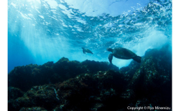 世界的に活躍されている海洋生物写真家峯水亮氏の作品パネル Breaking waves of turtles作者直筆サイン・プリント証明書（COA）付きです！サイズ：A4（長辺29.7？×短辺21.0