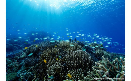 世界的に活躍されている海洋生物写真家峯水亮氏の作品パネル Shallow coral reefs and fishes作者直筆サイン・プリント証明書（COA）付きです！サイズ：A4（長辺29.7？×短