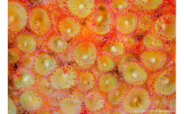 世界的に活躍されている海洋生物写真家峯水亮氏の作品パネル Jewel anemone作者直筆サイン・プリント証明書（COA）付きです！サイズ：A4（長辺29.7？×短辺21.0？）パネルの材質：アルポ