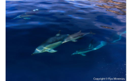 世界的に活躍されている海洋生物写真家峯水亮氏の作品パネル Freedom作者直筆サイン・プリント証明書（COA）付きです！サイズ：A4（長辺29.7？×短辺21.0？）パネルの材質：アルポリック（アル