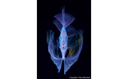 世界的に活躍されている海洋生物写真家峯水亮氏の作品パネル The polka-dot ribbonfish作者直筆サイン・プリント証明書（COA）付きです！サイズ：A4（長辺29.7？×短辺21.0？