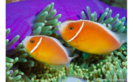 世界的に活躍されている海洋生物写真家峯水亮氏の作品パネル Pink anemonefish作者直筆サイン・プリント証明書（COA）付きです！サイズ：A4（長辺29.7？×短辺21.0？）パネルの材質：