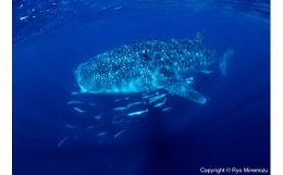 【ふるさと納税】清水町ふるさと大使 海洋生物写真家 峯水亮氏による 作品パネル Whale shark（IMG_000140_A4）