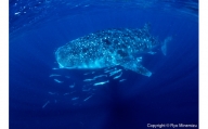 清水町ふるさと大使　海洋生物写真家　峯水亮氏による　作品パネル　Whale shark（IMG_000140_A4）