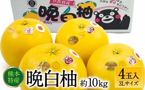 【先行予約】 晩白柚3Lサイズ 4玉入り 約10kg 【2024年12月中旬より順次発送】 980728 - 熊本県八代市