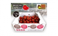 高糖度フルーツトマト「tricho(トリコ)」1.2kg【1420206】