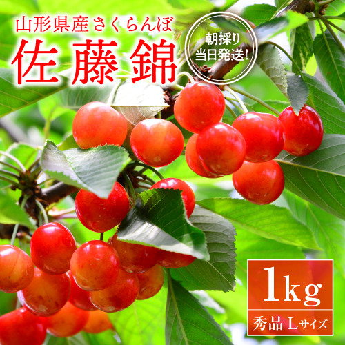 【令和7年産】朝採り＆当日出荷！イチ押し農家さんの朝採りさくらんぼ「佐藤錦」秀品 1kg（500g×2パック）バラ詰め 山形県河北町産【河北町観光協会】 981492 - 山形県河北町