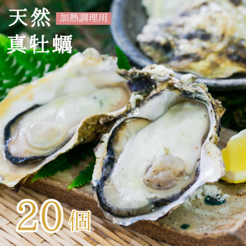 天然 活 真牡蠣 20個入 （加熱調理用） カキ 牡蛎 かき オイスター まがき 牡蠣 天然牡蠣 天然物 シーフード 日本海 舞鶴湾 二枚貝 活貝 新鮮 直送 海鮮 魚介 海産物 カキフライ 酒蒸し 京都 舞鶴 牡蠣小屋 美味星 98170 - 京都府舞鶴市