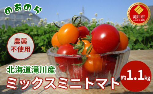 【栽培期間中 農薬不使用 】 北海道 滝川市 産 ミックス ミニトマト 約1.1kg トマト 野菜 やさい みにとまと 983227 - 北海道滝川市